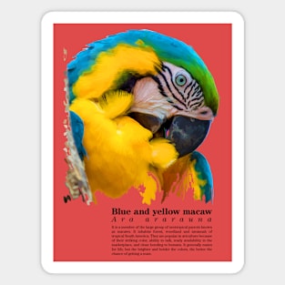 Blue and yellow macaw tropical bird black text Magnet